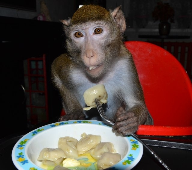 Пельмешки с маслицем любой примат оценит!