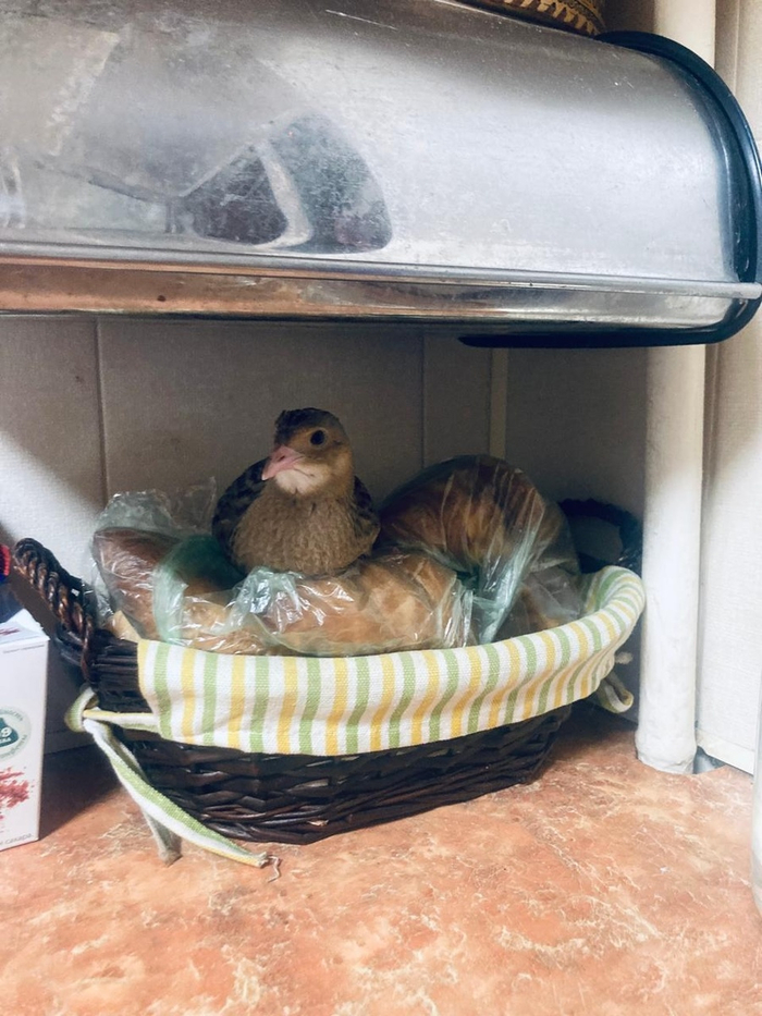 Ничего необычного, просто коростель высиживает круасан.