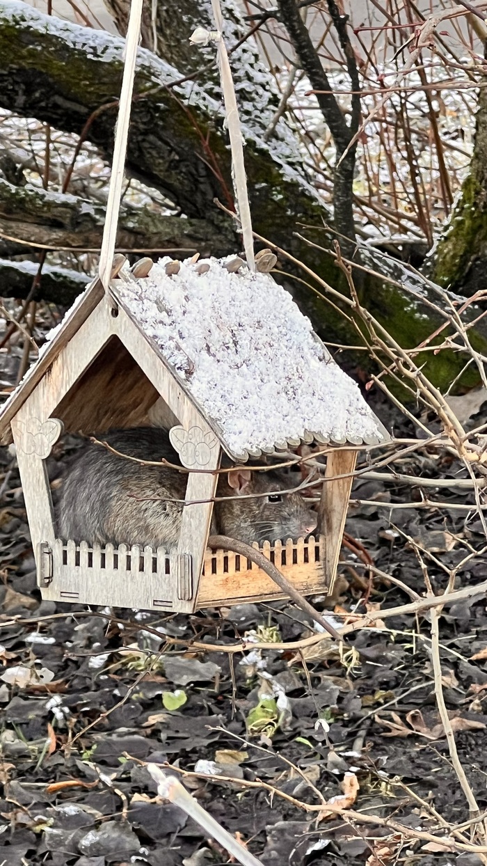 Милый житель