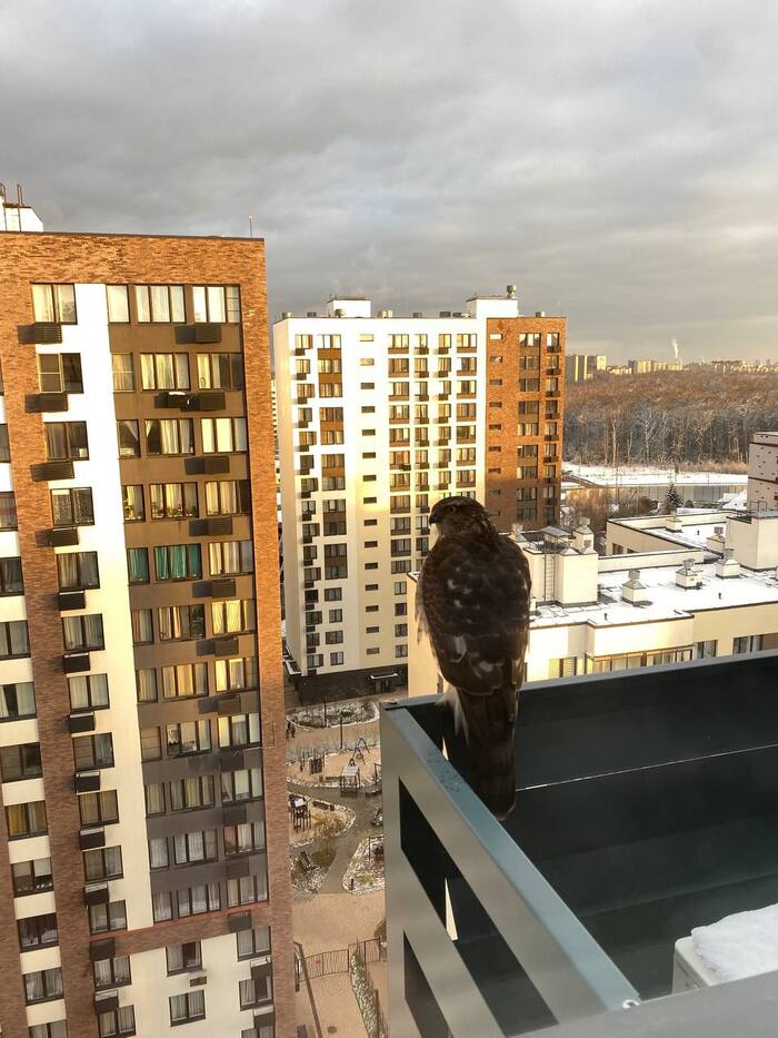 Ястреб в жилом районе