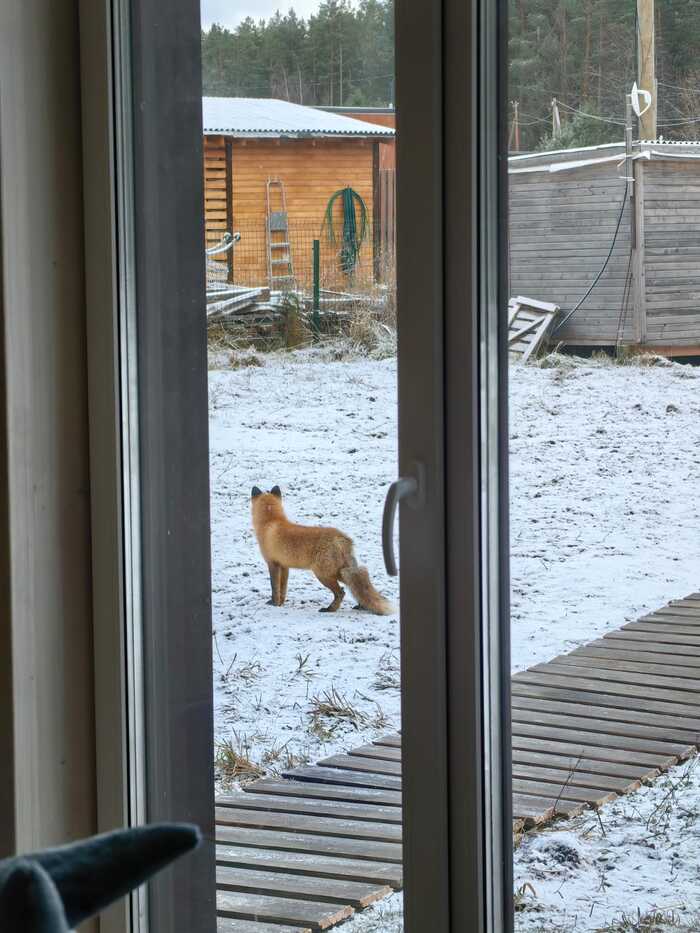 Лис заболел