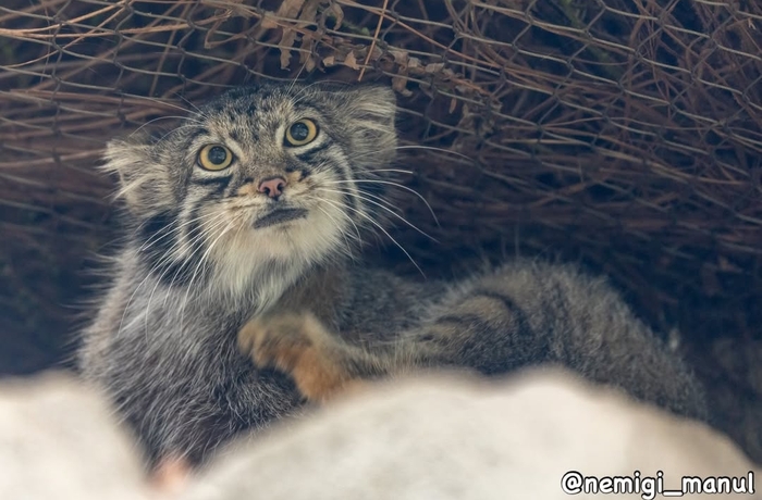 Какой понедельник?