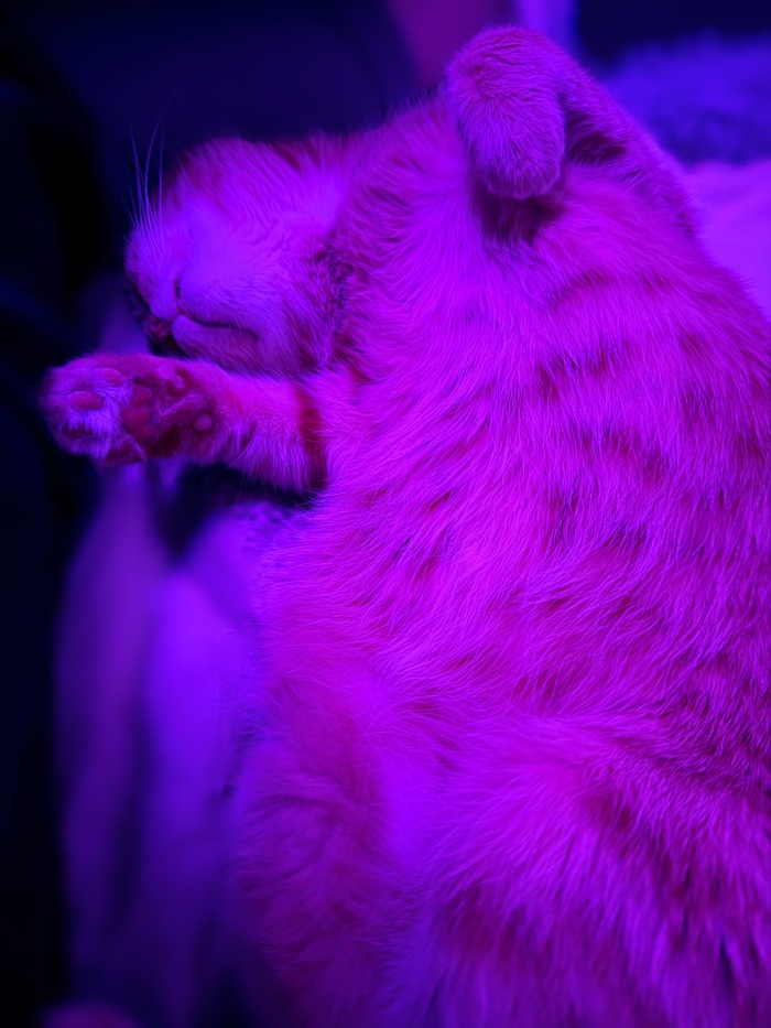 Рон создание наколенное и накроватное.