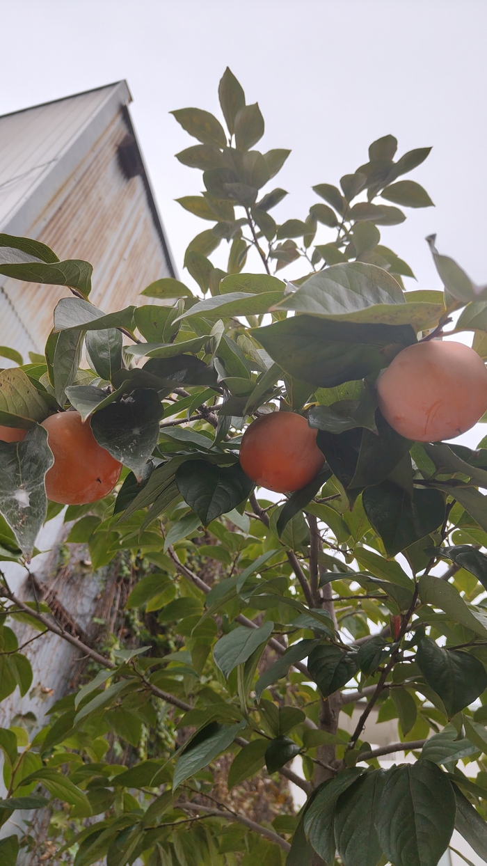 Под конец вот вам спелая Окаямская хурма.