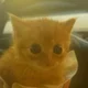������ ������������ gasenidze