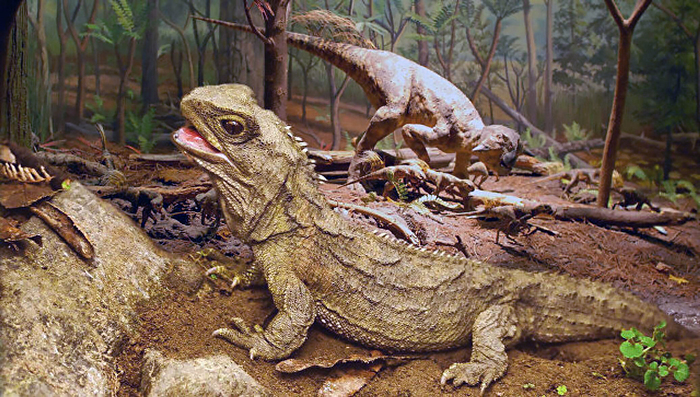 Вероятно, как-то так жилось гаттерии в юрском периоде