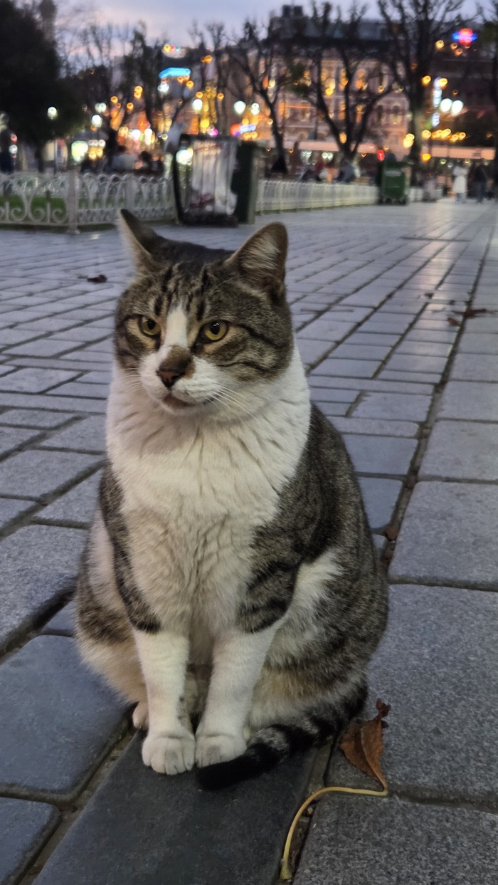 Этого туристка рядом со мной назвала Three-cat-in-one. Что вполне характеризует его толщину - очень такой упитанный. Обитает около хамама Хюррем Султан