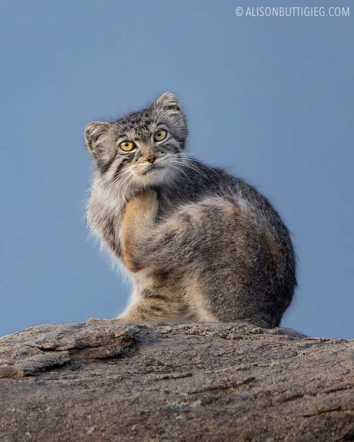 Хотел почесаться, да задумался