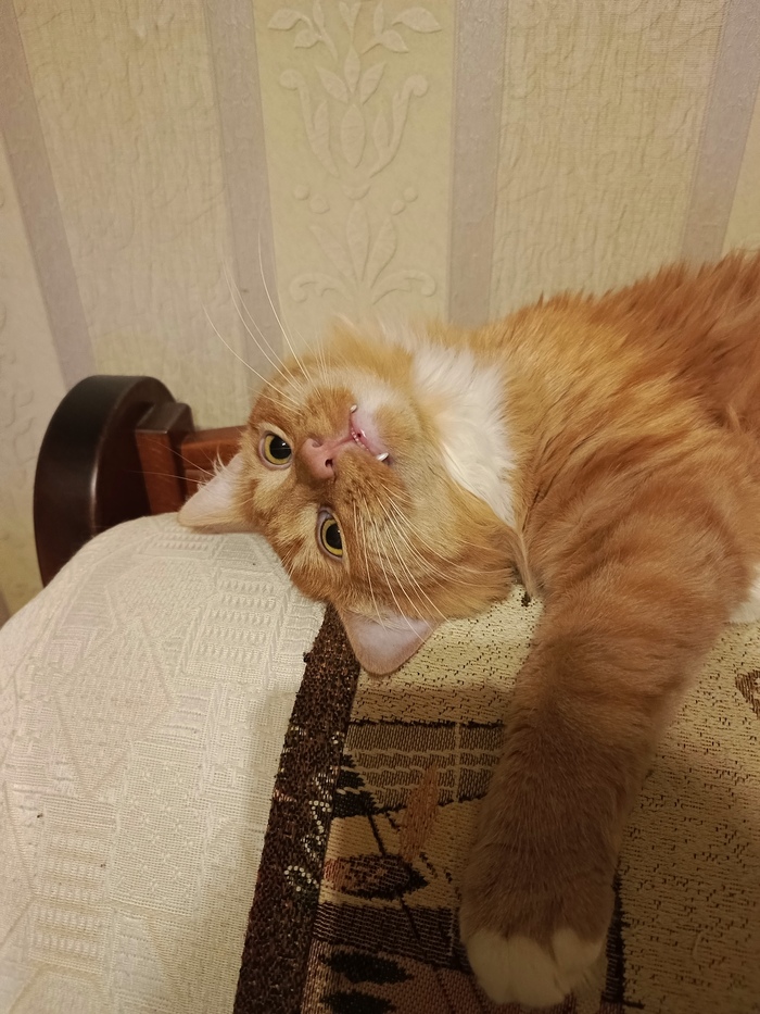 Мистер клык. Сеня