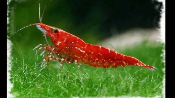  Neocaridina,   .