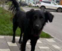 ������ �  ������ ����! ������  ������