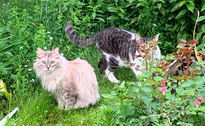 Монька и Тимон.