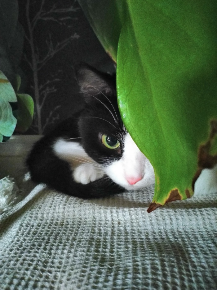    &quot;,   ,   &quot;