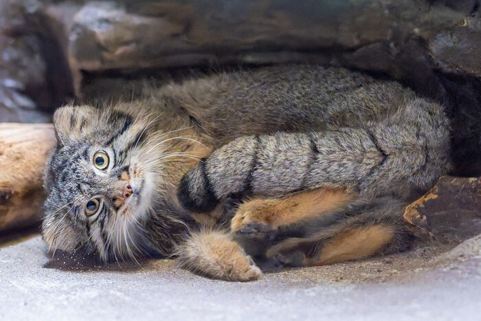 Рыжие пяточки