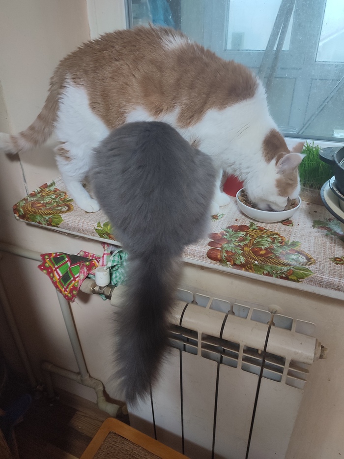    &quot;,   ,   &quot;