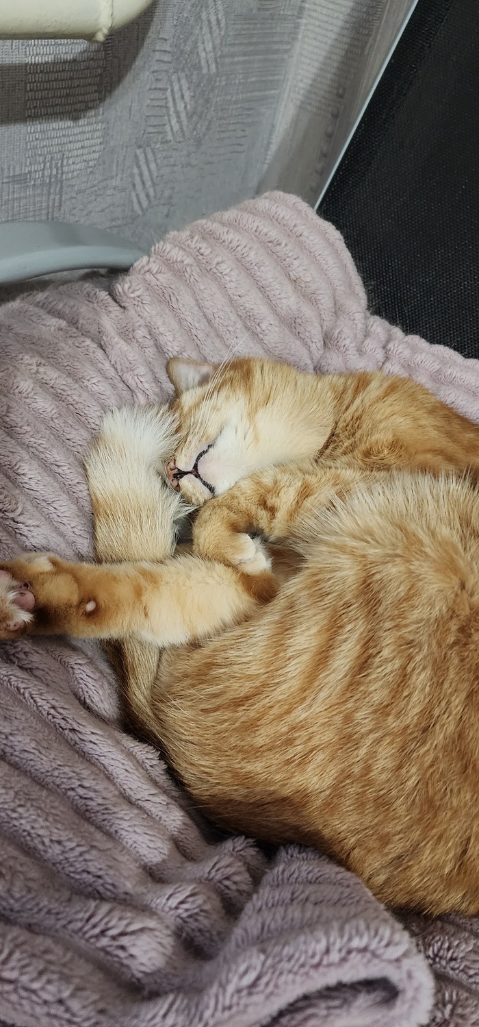    &quot;,   ,   &quot;