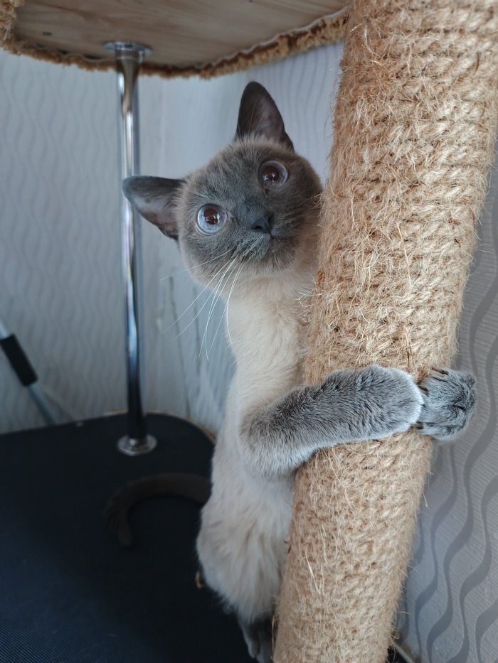    &quot;,   ,   &quot;