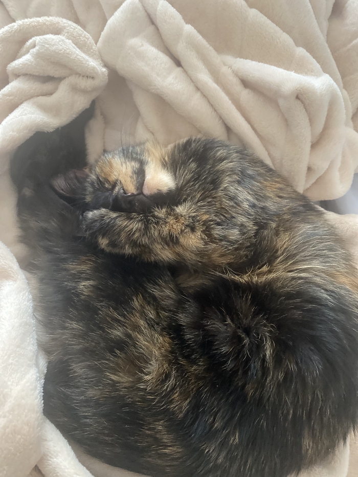 Ответ на пост «"Подтвердите, что вы пикабушник, добавив фото кота"»