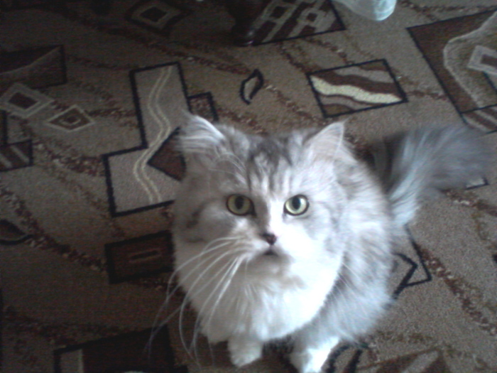 Ответ на пост «"Подтвердите, что вы пикабушник, добавив фото кота"»