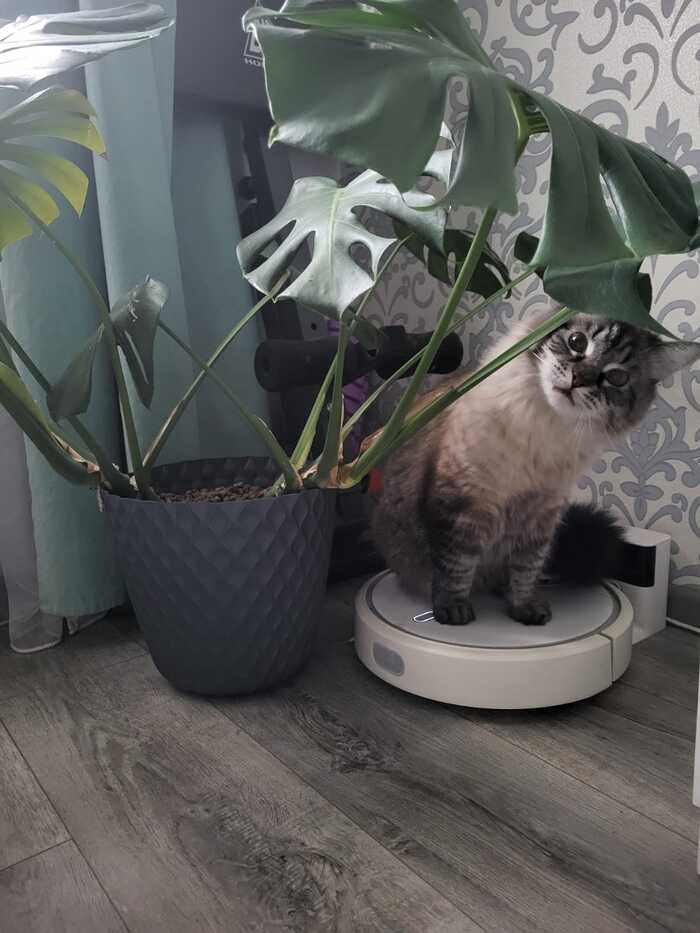 Предъявите кота. Вот!