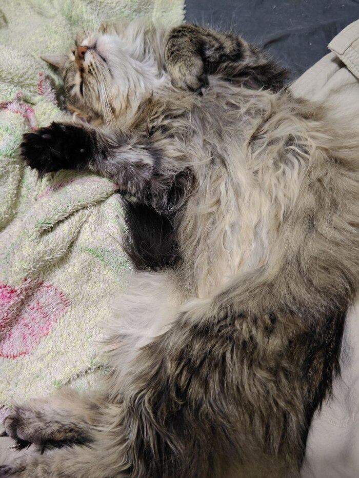 Девочка, подобранная с кладбища и попавшая к нам через приют. Жизнь удалась!