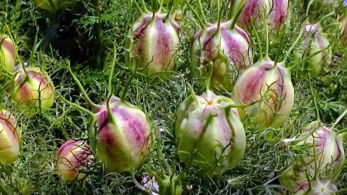   .    <!--noindex--><a href="https://pikabu.ru/story/lekarstvennyie__chernushka_posevnaya_ili_chyornyiy_tmin_13446783?u=http%3A%2F%2Fvsaduidoma.com&t=vsaduidoma.com&h=aacf5057e431fc905f6264238a8984692ca34499" title="http://vsaduidoma.com" target="_blank" rel="nofollow noopener">vsaduidoma.com</a><!--/noindex-->