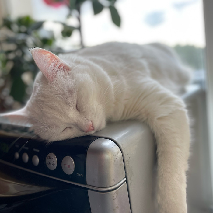 Ответ d.konstruktor в «"Подтвердите, что вы пикабушник, добавив фото кота"»