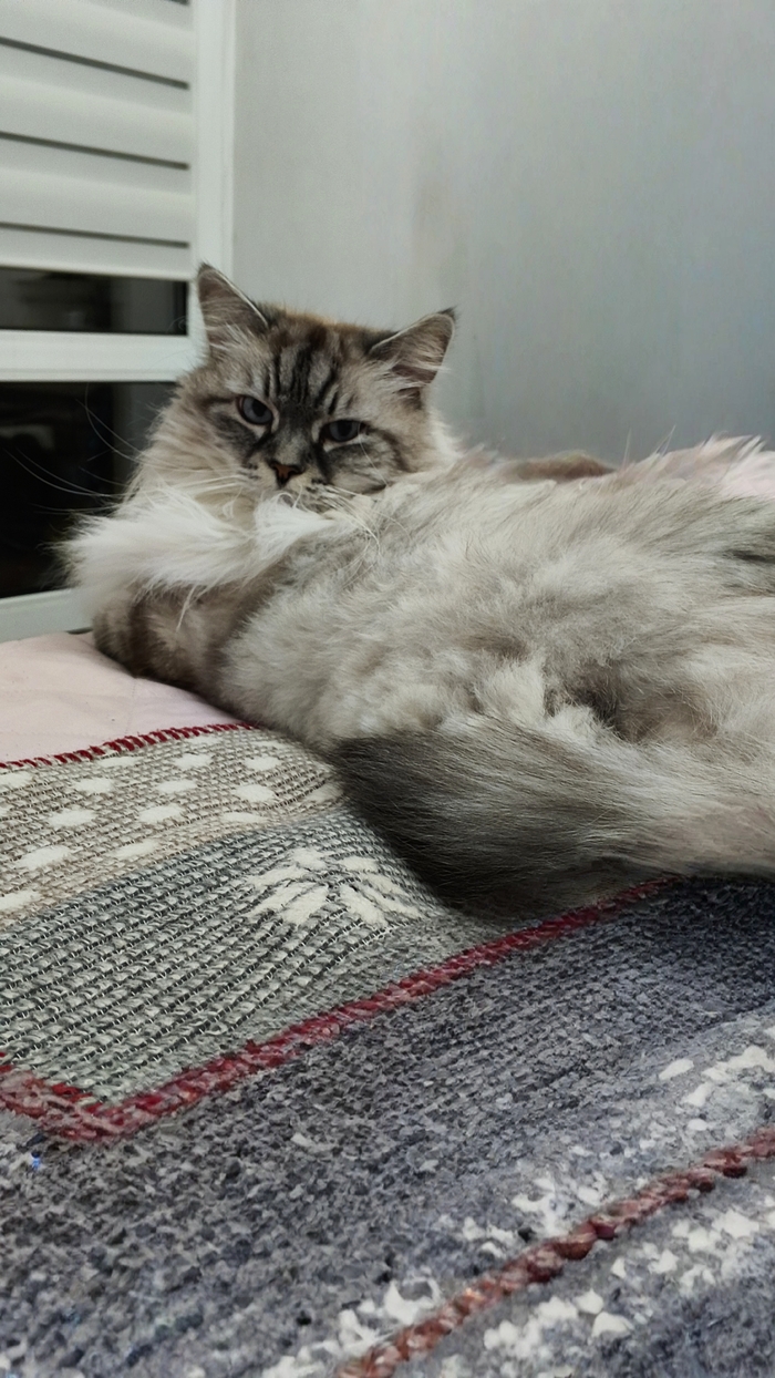 Ответ на пост «"Подтвердите, что вы пикабушник, добавив фото кота"»