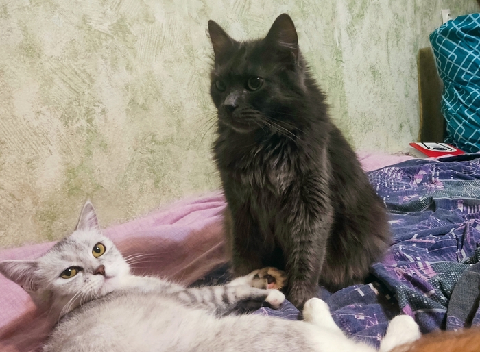 Ответ на пост «"Подтвердите, что вы пикабушник, добавив фото кота"»