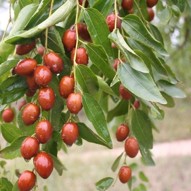    .  .    <!--noindex--><a href="https://pikabu.ru/story/zizifus_nastoyashchiy_13458008?u=http%3A%2F%2Fplantarium.ru&t=plantarium.ru&h=a99e55320aea562513d8f75971d3e7338d0dbe18" title="http://plantarium.ru" target="_blank" rel="nofollow noopener">plantarium.ru</a><!--/noindex-->