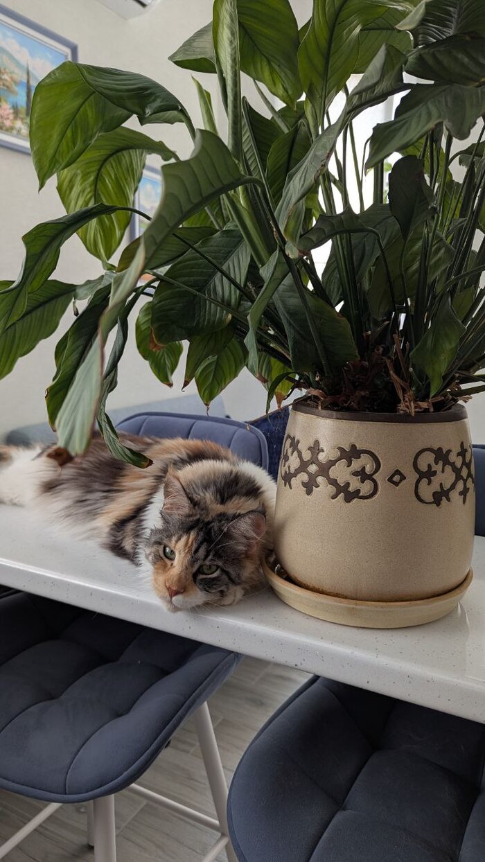    &quot;,   ,   &quot;