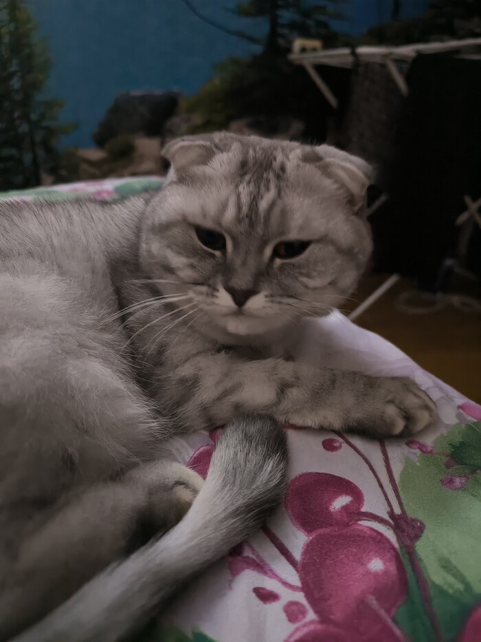 Ответ d.konstruktor в «"Подтвердите, что вы пикабушник, добавив фото кота"»