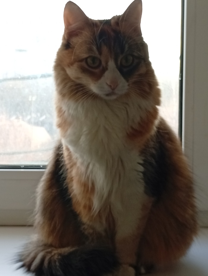 Ответ d.konstruktor в «"Подтвердите, что вы пикабушник, добавив фото кота"»