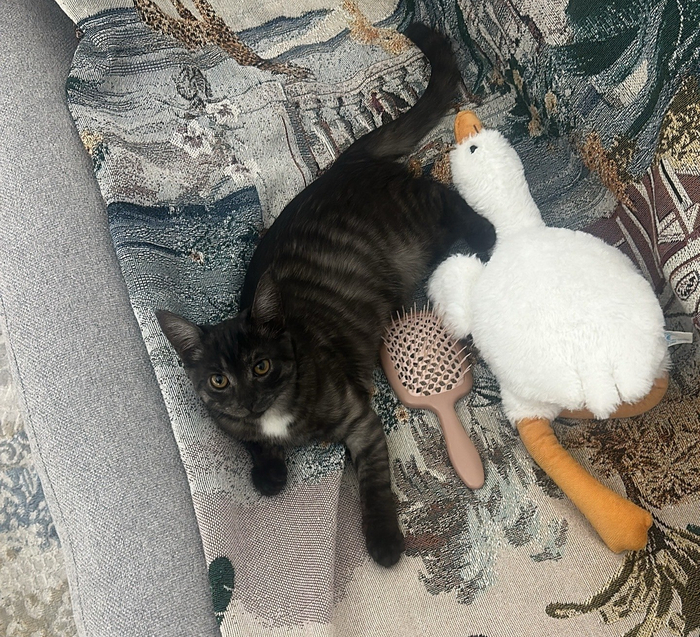    &quot;,   ,   &quot;