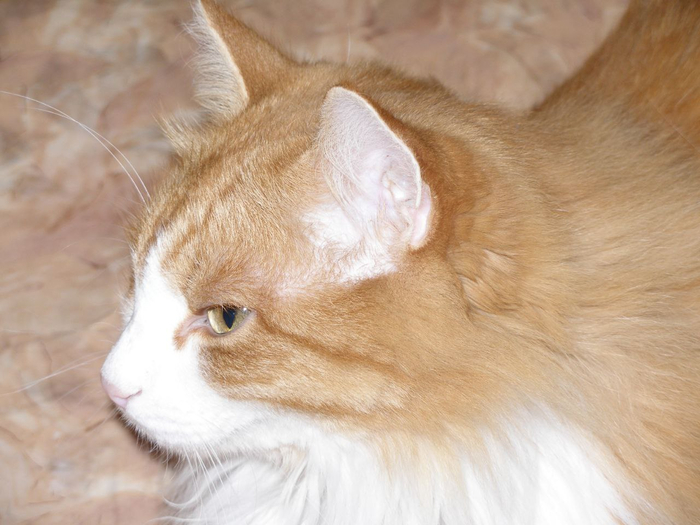 Жулька. Помесь от сибирского