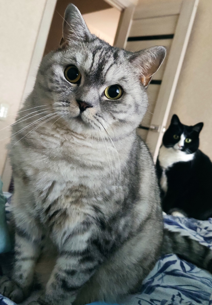    &quot;,   ,   &quot;