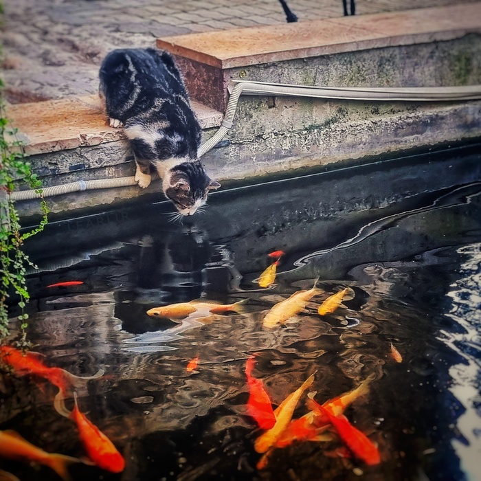 Муся (смотрит рыбов)