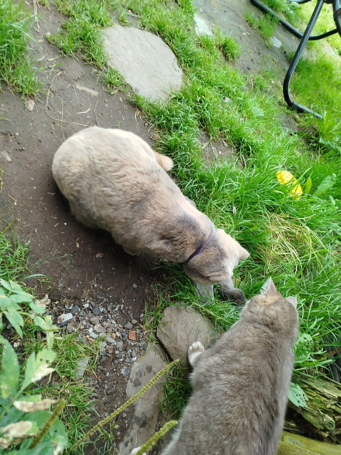 Ответ user10988642 в «"Подтвердите, что вы пикабушник, добавив фото кота"»