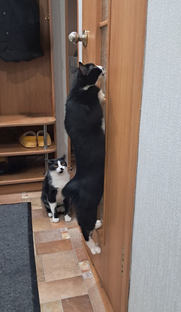 Ответ на пост «"Подтвердите, что вы пикабушник, добавив фото кота"»