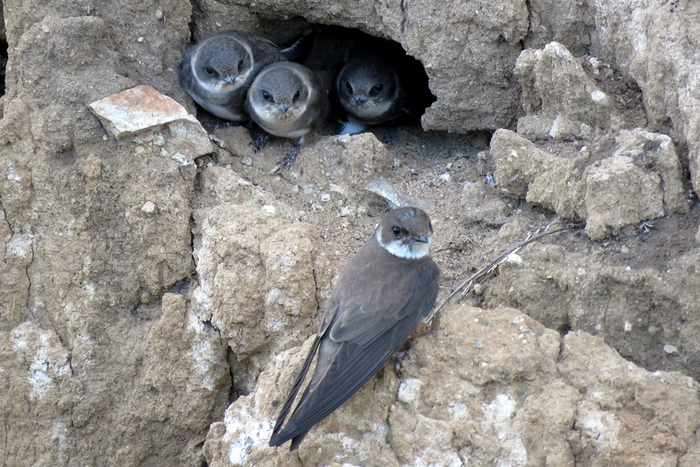 — Мама, а можно нам поиграть с сычиком? — Нет, дети, это для вас плохая компания!