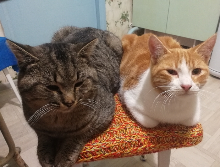 Марсель и Рыжик