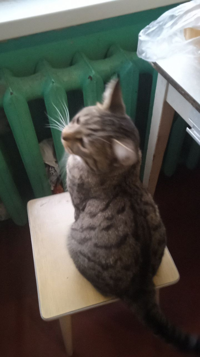 пустите меня на улицу уже, я гулять хочу