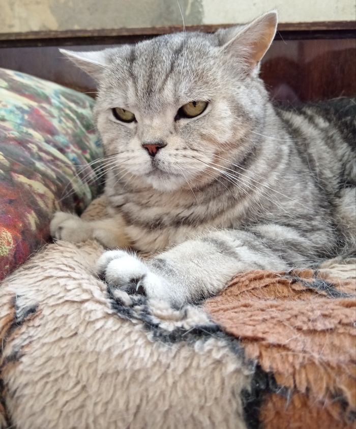    &quot;,   ,   &quot;