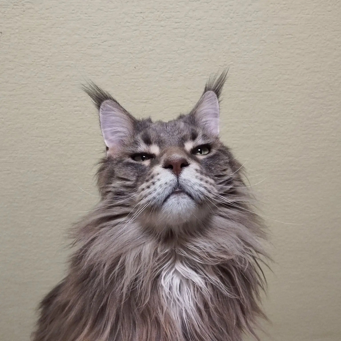 Их котейшество изволили милостиво согласиться подтвердить какую-то там пикабушность своего презренного слуги.