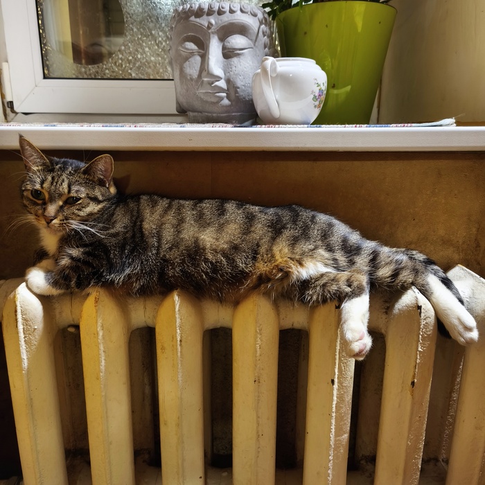 Котобатарейное...