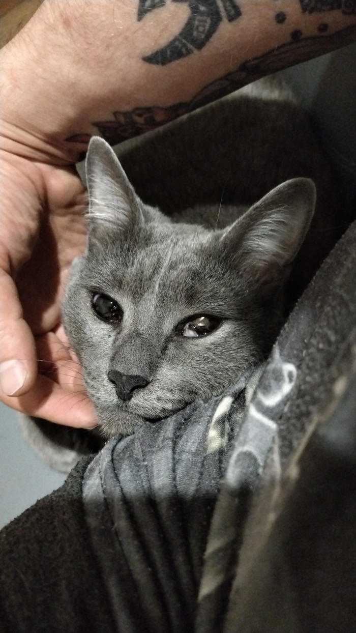 Ответ на пост «"Подтвердите, что вы пикабушник, добавив фото кота"»