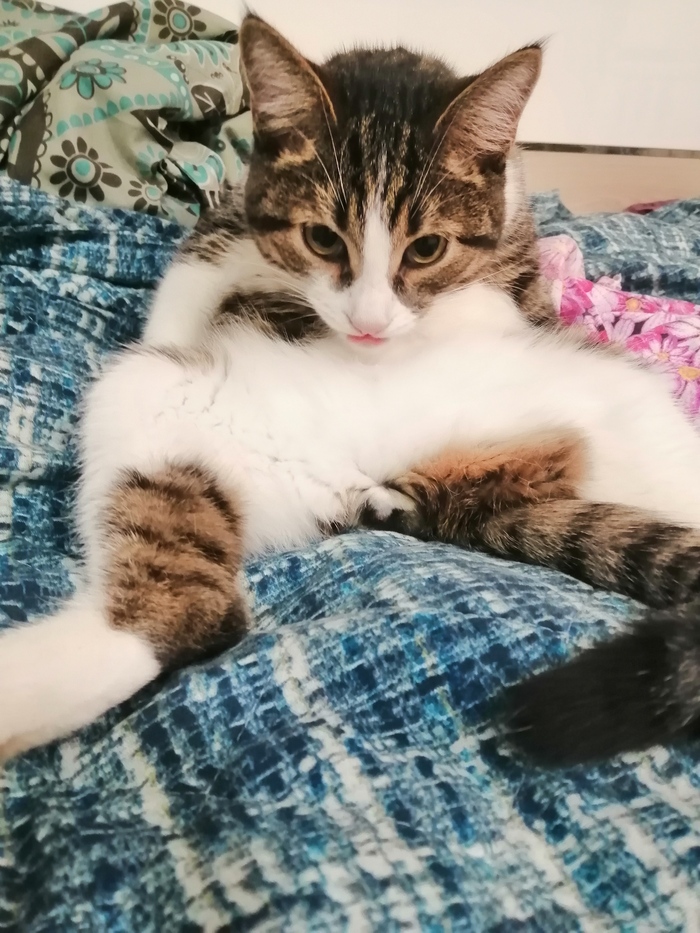 Ответ на пост «"Подтвердите, что вы пикабушник, добавив фото кота"»