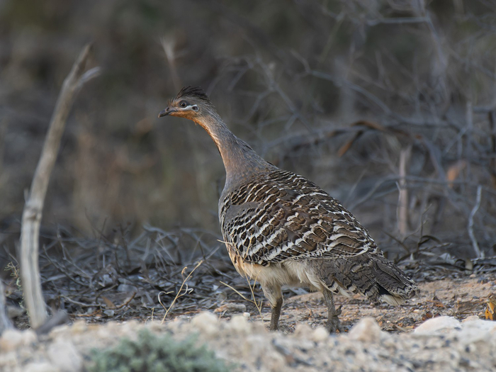 <a href="https://pikabu.ru/story/surovoe_nachalo_zhizni_zazhivo_pogrebyonnyie_roditelyami_13442258?u=https%3A%2F%2Fru.wikipedia.org%2Fwiki%2F%25D0%2593%25D0%25BB%25D0%25B0%25D0%25B7%25D1%2587%25D0%25B0%25D1%2582%25D0%25B0%25D1%258F_%25D0%25BA%25D1%2583%25D1%2580%25D0%25B8%25D1%2586%25D0%25B0&t=%D0%93%D0%BB%D0%B0%D0%B7%D1%87%D0%B0%D1%82%D0%B0%D1%8F%20%D1%81%D0%BE%D1%80%D0%BD%D0%B0%D1%8F%20%D0%BA%D1%83%D1%80%D0%B8%D1%86%D0%B0&h=b6253c811d5fabad9c39fe933630e513201c5876" title="https://ru.wikipedia.org/wiki/%D0%93%D0%BB%D0%B0%D0%B7%D1%87%D0%B0%D1%82%D0%B0%D1%8F_%D0%BA%D1%83%D1..." target="_blank" rel="nofollow noopener">Глазчатая сорная курица </a>Leipoa ocellata