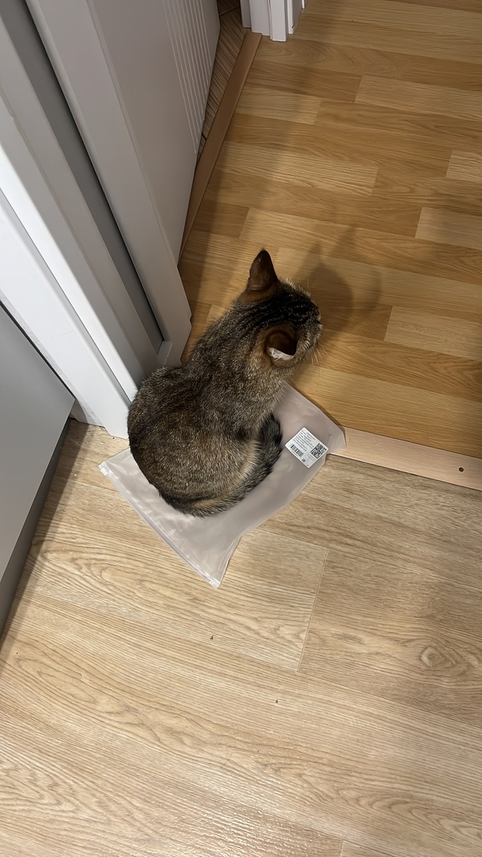 Котик в домике