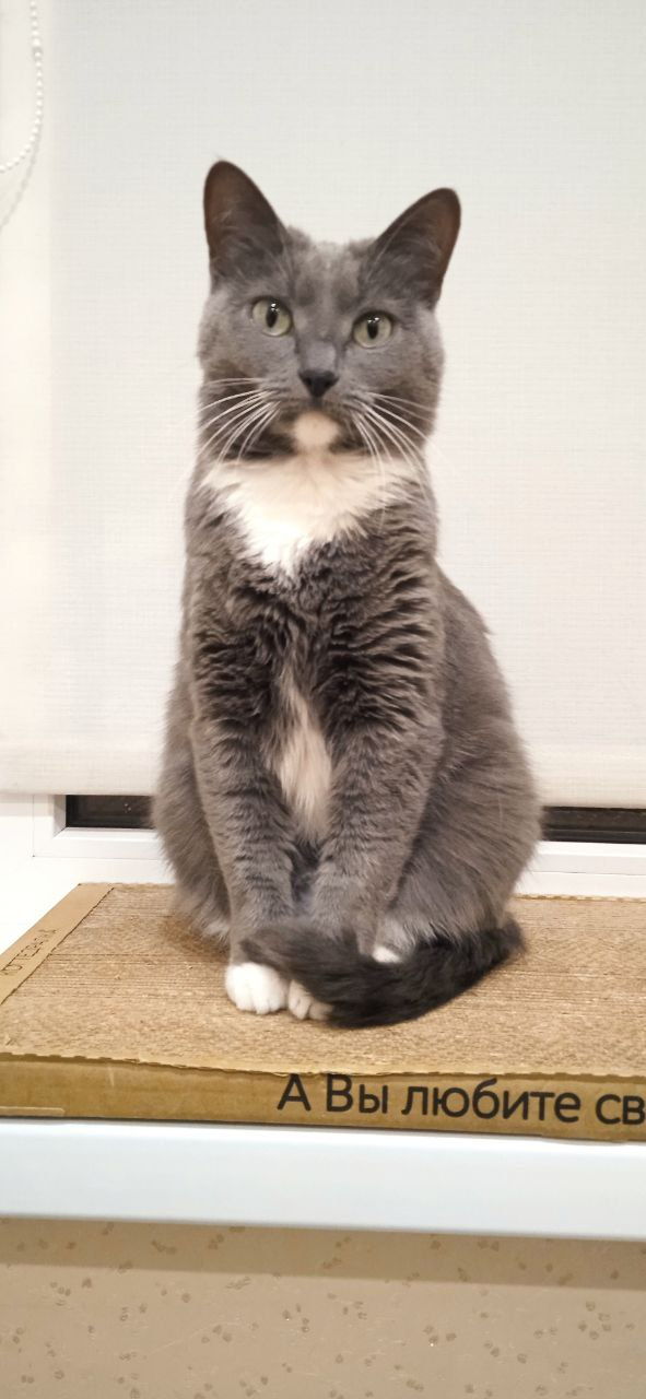    &quot;,   ,   &quot;